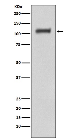 Rabbit monoclonal antibody