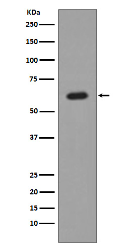 Rabbit monoclonal antibody
