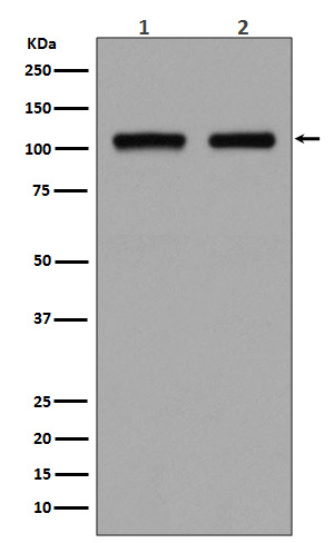 Rabbit monoclonal antibody