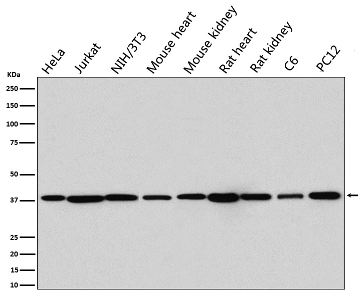 Rabbit monoclonal antibody