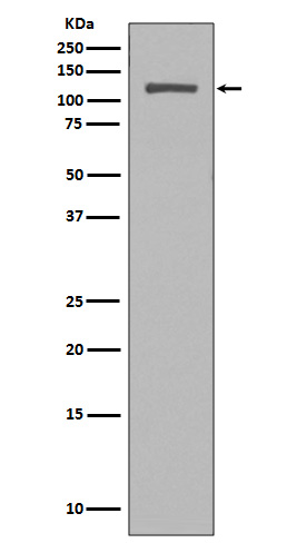 Rabbit monoclonal antibody