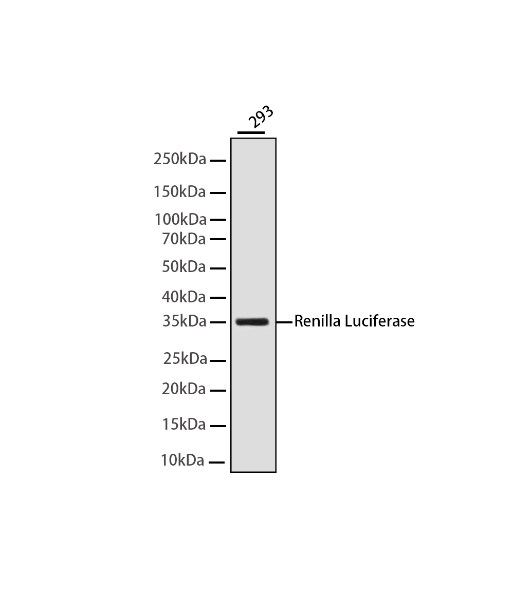 Rabbit monoclonal antibody