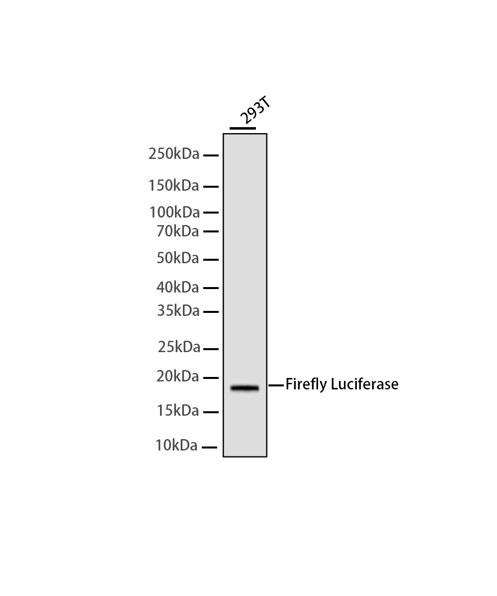 Rabbit monoclonal antibody