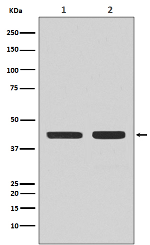 Rabbit monoclonal antibody