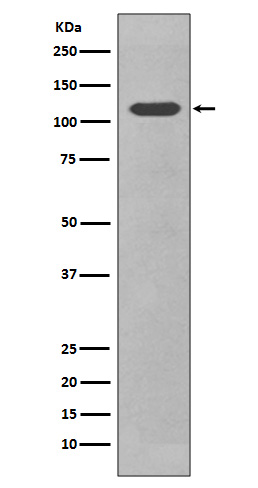 Rabbit monoclonal antibody