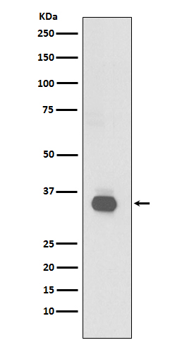 Rabbit monoclonal antibody
