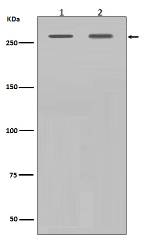 Rabbit monoclonal antibody