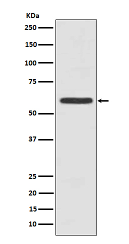 Rabbit monoclonal antibody