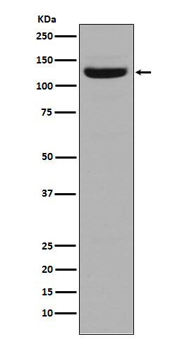 Rabbit monoclonal antibody
