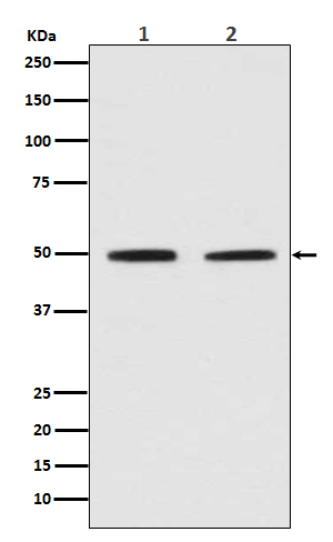 Rabbit monoclonal antibody