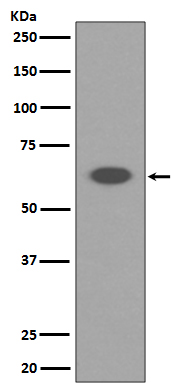 Rabbit monoclonal antibody
