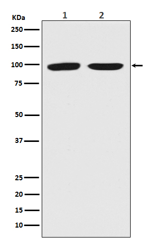 Rabbit monoclonal antibody
