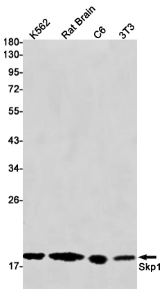 Rabbit monoclonal antibody