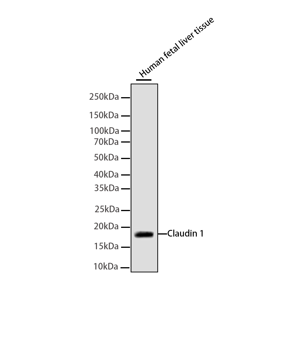 Rabbit monoclonal antibody