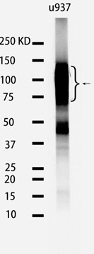 Rabbit monoclonal antibody