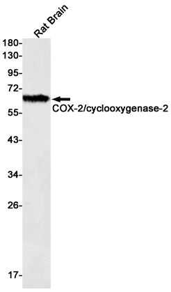 Rabbit monoclonal antibody