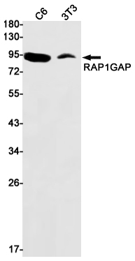 Rabbit monoclonal antibody