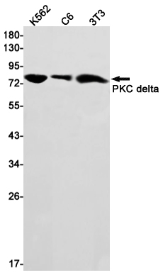 Rabbit monoclonal antibody