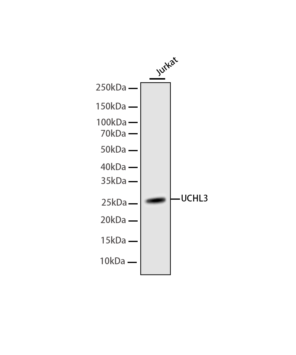 Rabbit monoclonal antibody