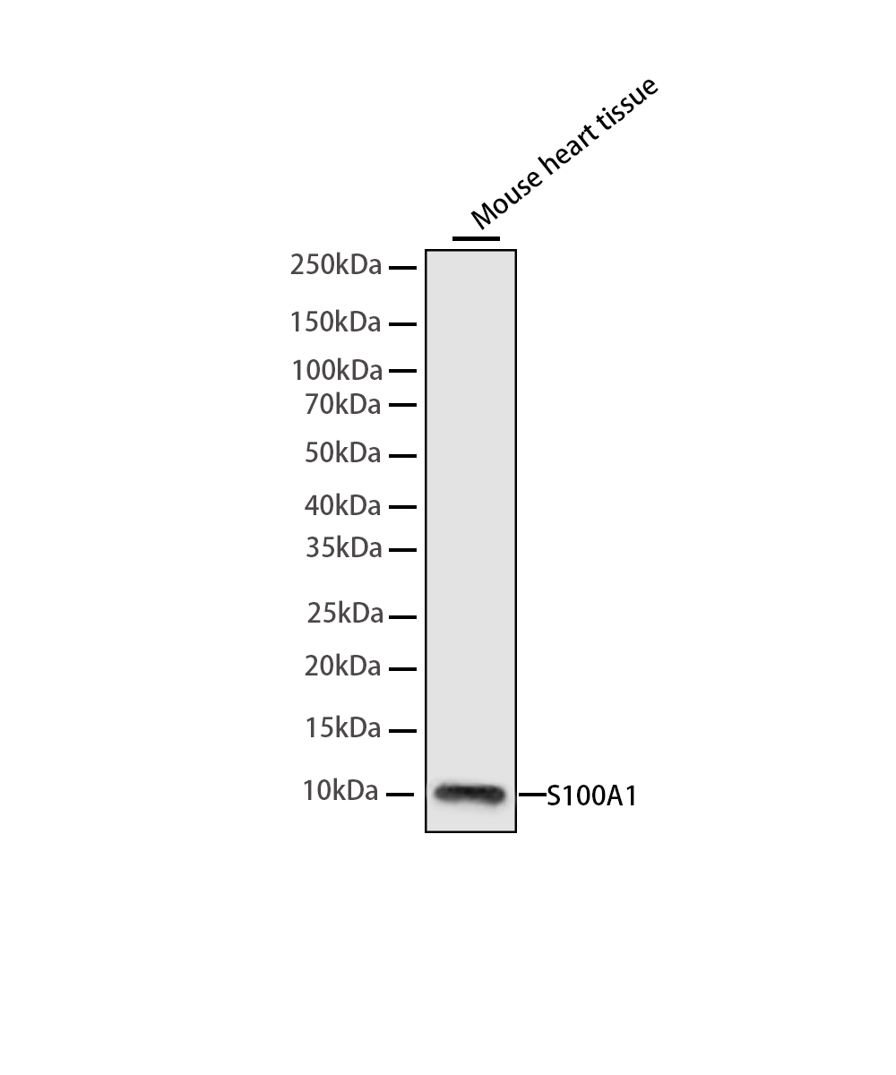 Rabbit monoclonal antibody
