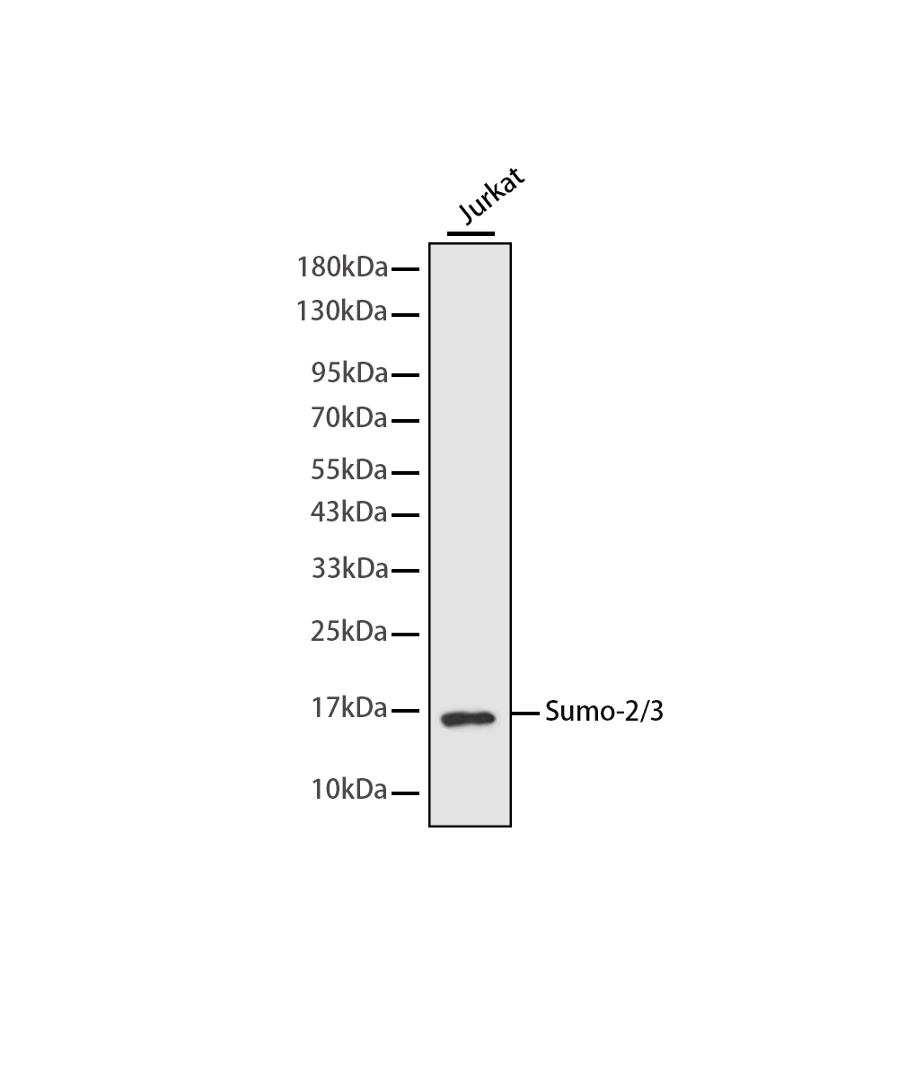 Rabbit monoclonal antibody