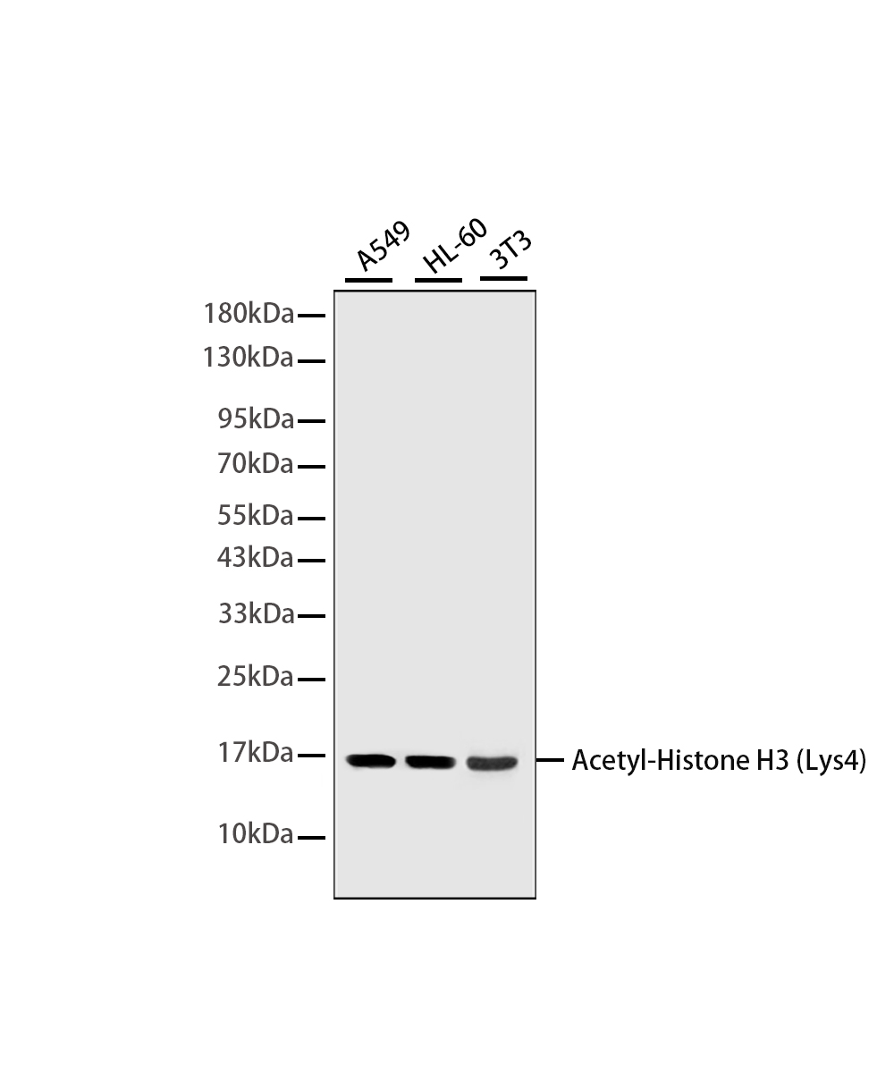 Rabbit monoclonal antibody