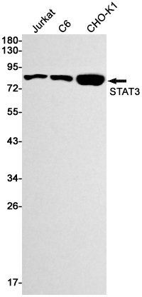 Rabbit monoclonal antibody