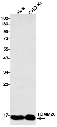 Rabbit monoclonal antibody