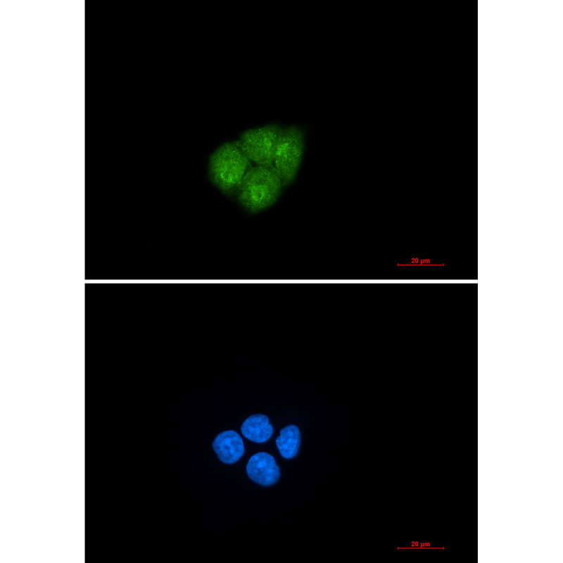 Rabbit monoclonal antibody