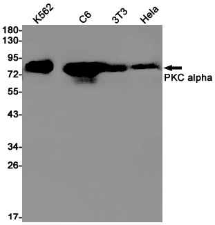 Rabbit monoclonal antibody