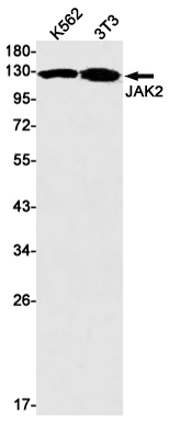 Rabbit monoclonal antibody