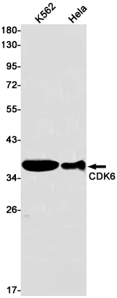 Rabbit monoclonal antibody