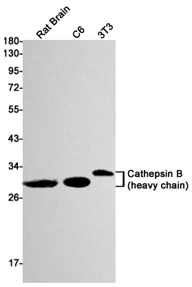 Rabbit monoclonal antibody