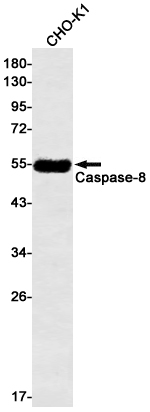 Rabbit monoclonal antibody