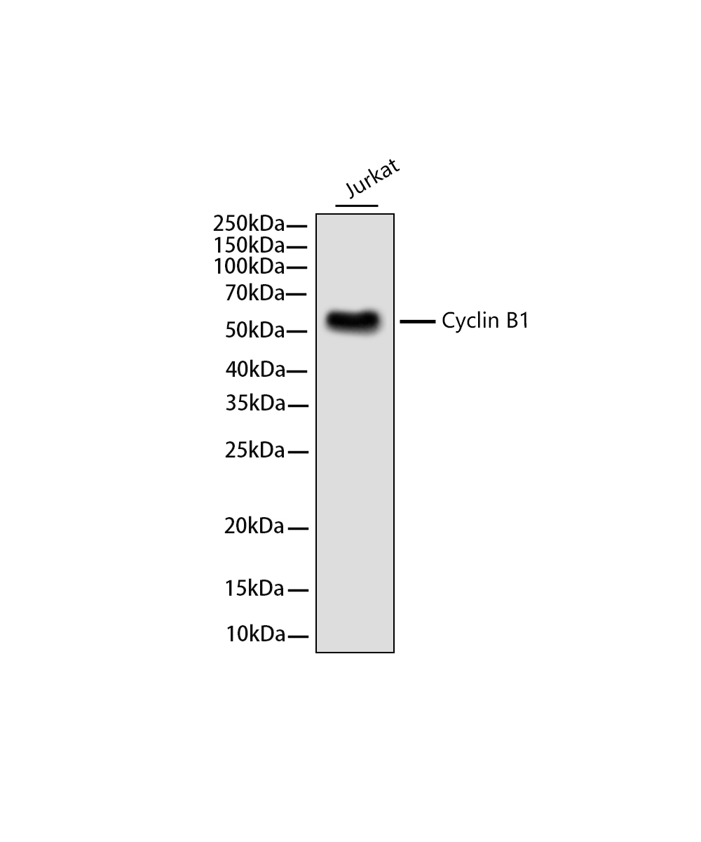 Rabbit monoclonal antibody