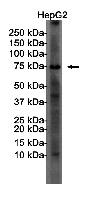 Rabbit monoclonal antibody
