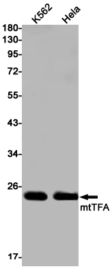 Rabbit monoclonal antibody