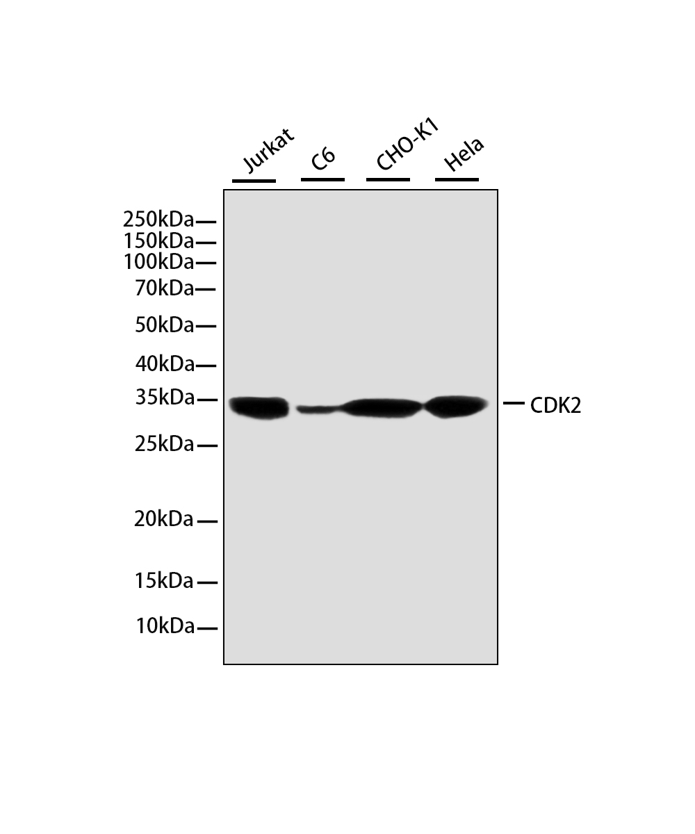 Rabbit monoclonal antibody