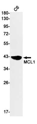 Rabbit monoclonal antibody