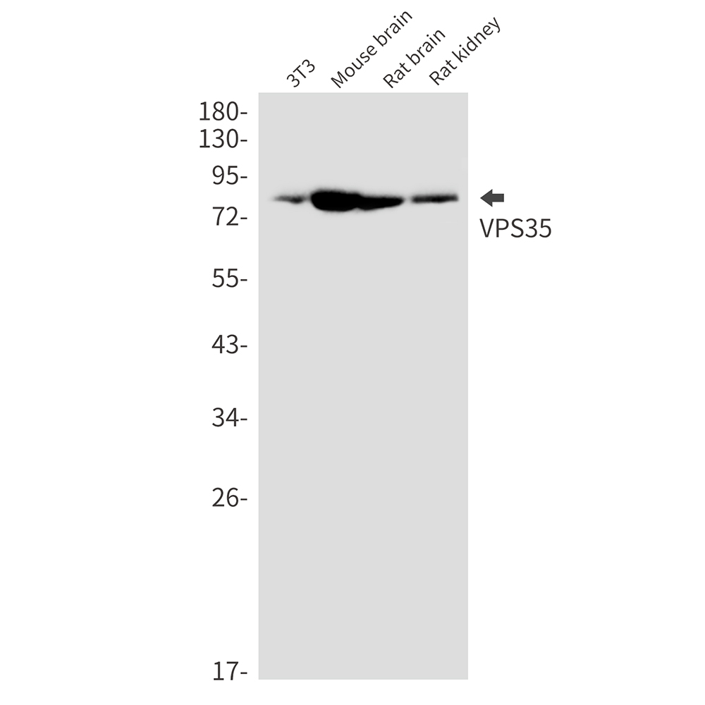 Rabbit monoclonal antibody