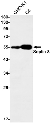 Rabbit monoclonal antibody