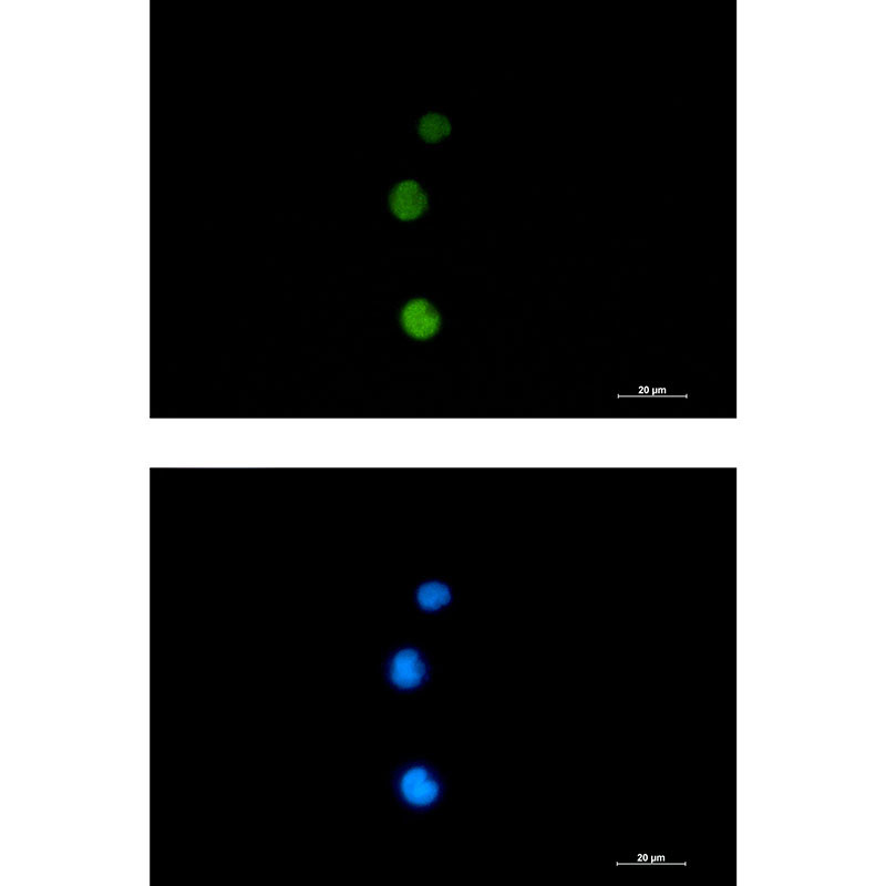 Rabbit monoclonal antibody
