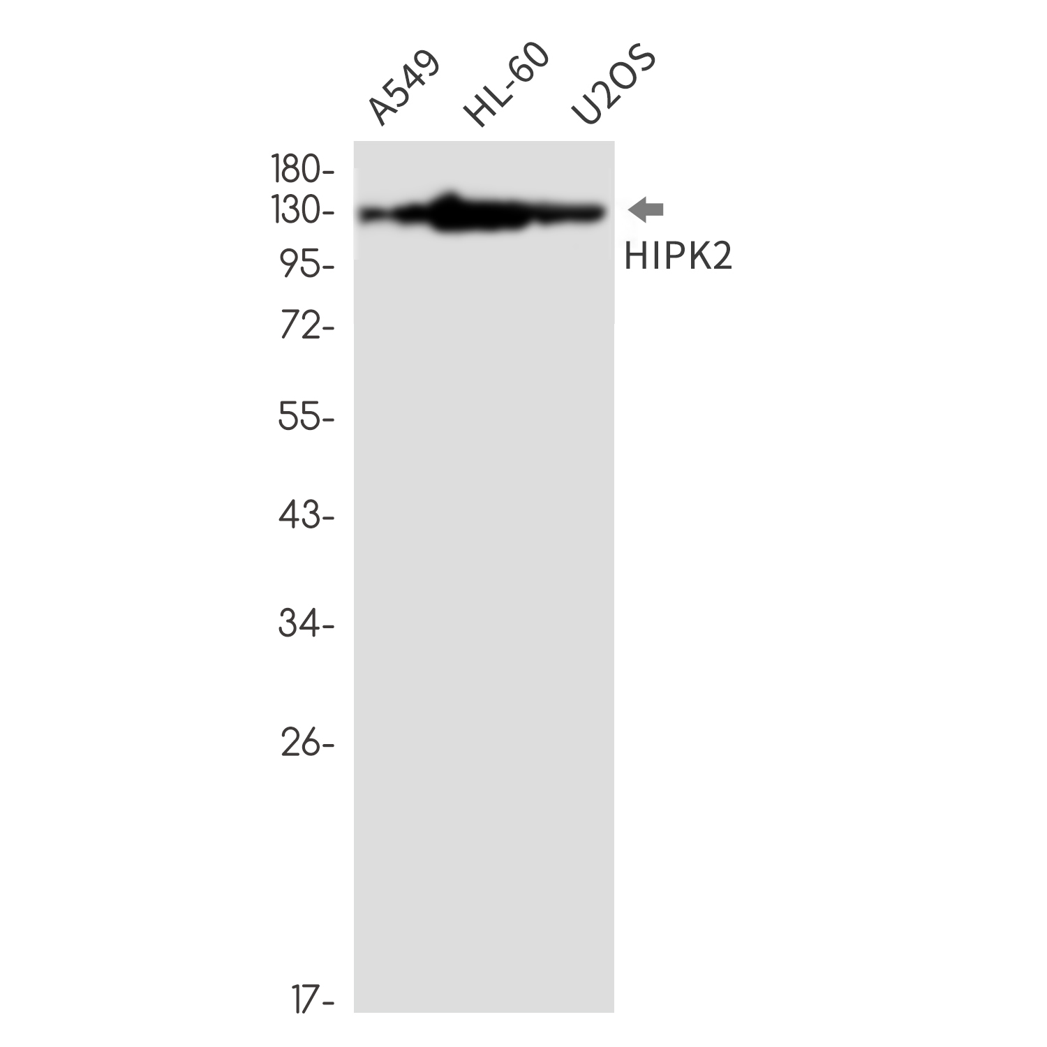 Rabbit monoclonal antibody