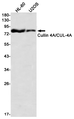 Rabbit monoclonal antibody
