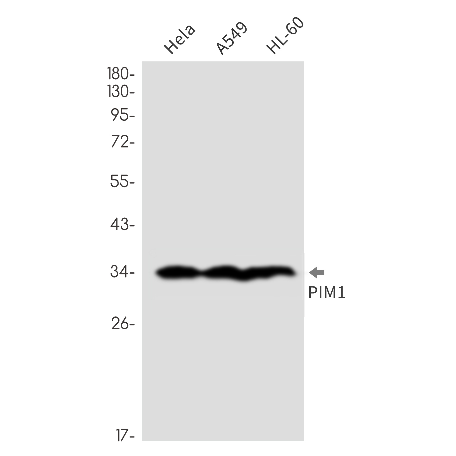 Rabbit monoclonal antibody