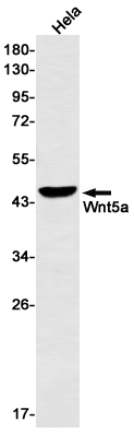 Rabbit monoclonal antibody