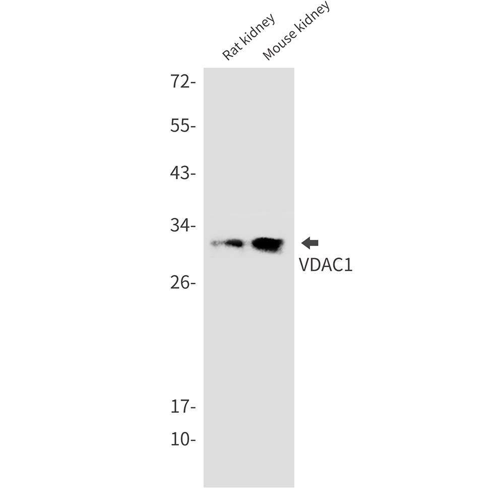 Rabbit monoclonal antibody