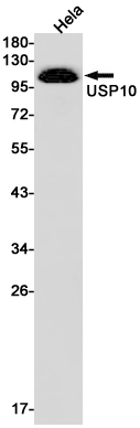 Rabbit monoclonal antibody