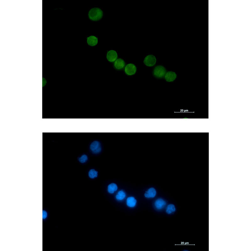 Rabbit monoclonal antibody