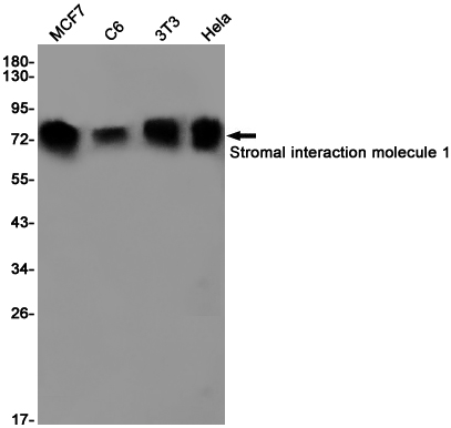 Rabbit monoclonal antibody